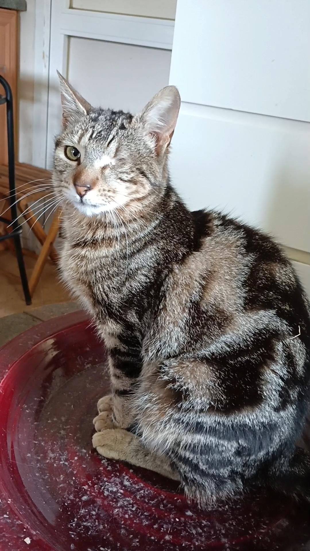 Gemma