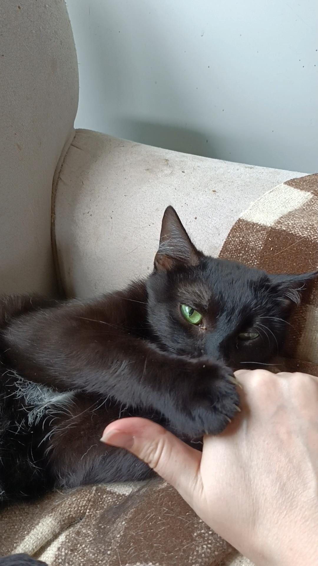 Kimchi